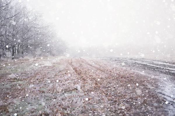 Foresta invernale gelida — Foto Stock