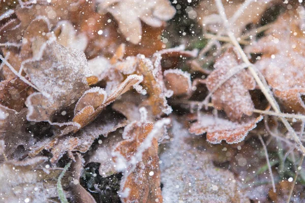Foglie di quercia nella neve — Foto Stock