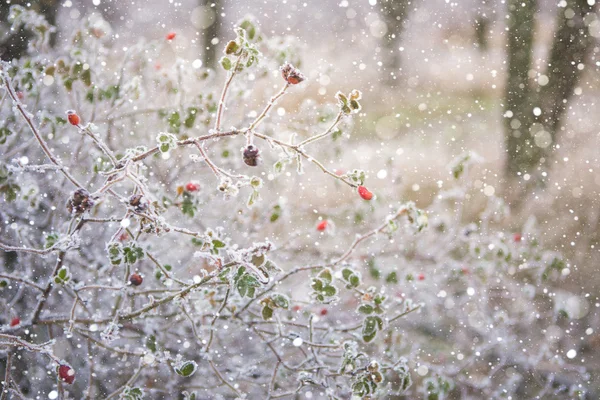 Large rose hips with ice — Stock Photo, Image