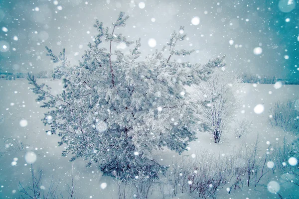 Frozen wither tree — Stock Photo, Image