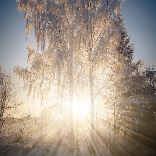 Solen sprack genom träden — Stockfoto