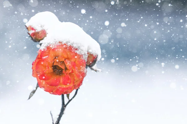 Розовые цветы под снегом — стоковое фото