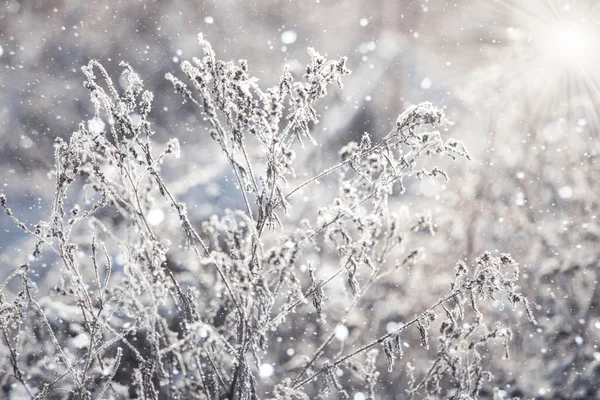 Трава покрыта кристаллами льда — стоковое фото