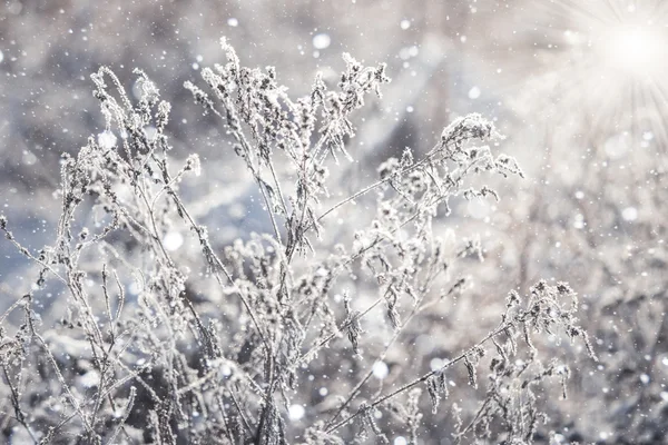 Gras mit Eiskristallen bedeckt — Stockfoto