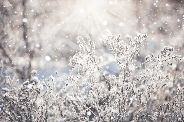 Трава вкрита кристалами льоду — стокове фото