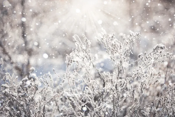 Gras bedekt met ijskristallen — Stockfoto