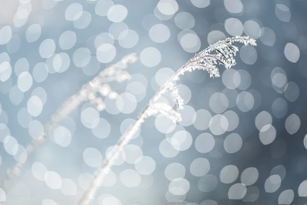 Gras mit Eiskristallen bedeckt — Stockfoto