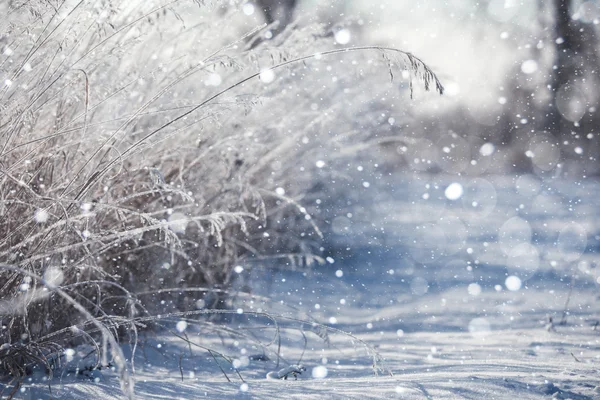 Erba ricoperta di cristalli di ghiaccio — Foto Stock