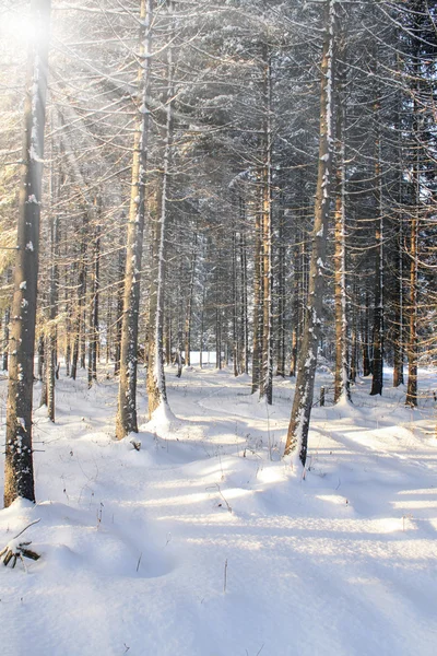 Winter forest of coniferous firs — Stock Photo, Image