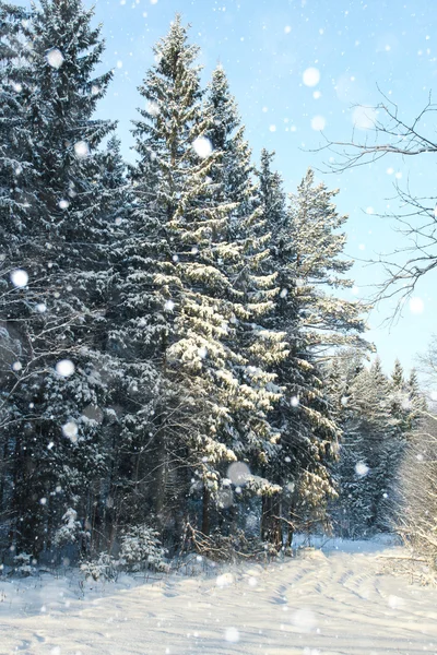 Zima Las iglasty jodły — Zdjęcie stockowe