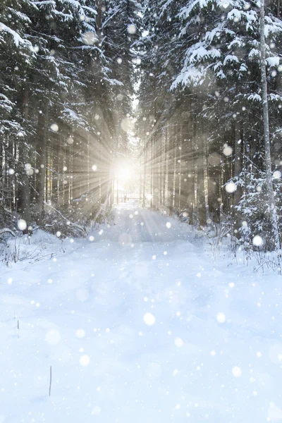 Zima Las iglasty jodły — Zdjęcie stockowe