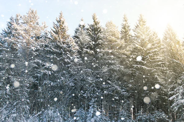 Floresta de inverno de abetos coníferas — Fotografia de Stock