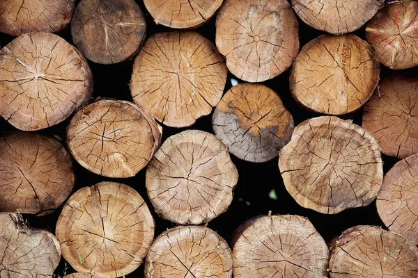 Stacker tree trunks — Stock Photo, Image