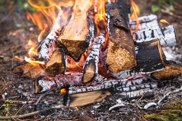 Feu de joie lumineux dans la forêt — Photo