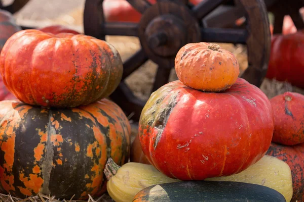 Grande mucchio di zucche sul fieno — Foto Stock