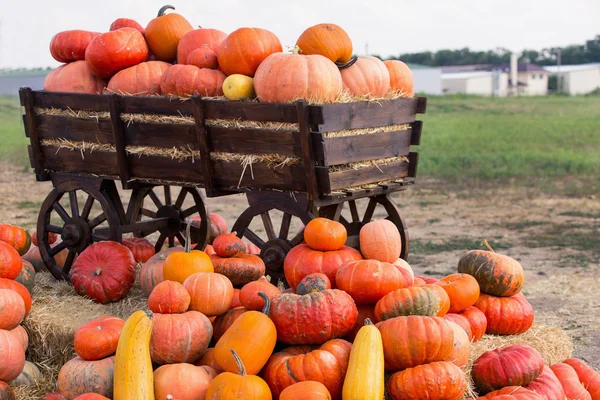 Stor hög med pumpor på hö i en trä vagn. Säsongen av skörden på gården. Thanksgiving, höstens bakgrund. Mässor, festivaler, säljer vackra stora pumpor. — Stockfoto