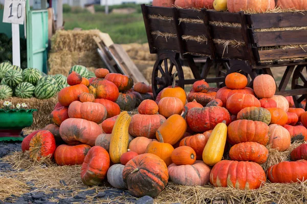 Stor hög med pumpor på hö i en trä vagn. Säsongen av skörden på gården. Thanksgiving, höstens bakgrund. Mässor, festivaler, säljer vackra stora pumpor. — Stockfoto