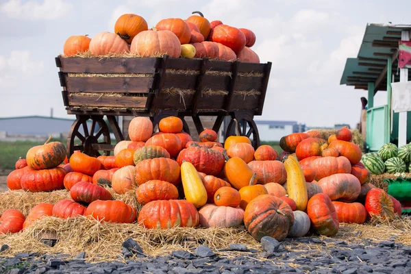 Stor hög med pumpor på hö i en trä vagn. Säsongen av skörden på gården. Thanksgiving, höstens bakgrund. Mässor, festivaler, säljer vackra stora pumpor. — Stockfoto