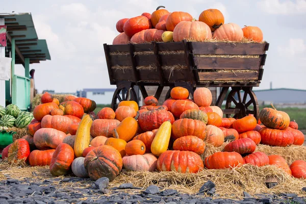 Stor hög med pumpor på hö i en trä vagn. Säsongen av skörden på gården. Thanksgiving, höstens bakgrund. Mässor, festivaler, säljer vackra stora pumpor. — Stockfoto