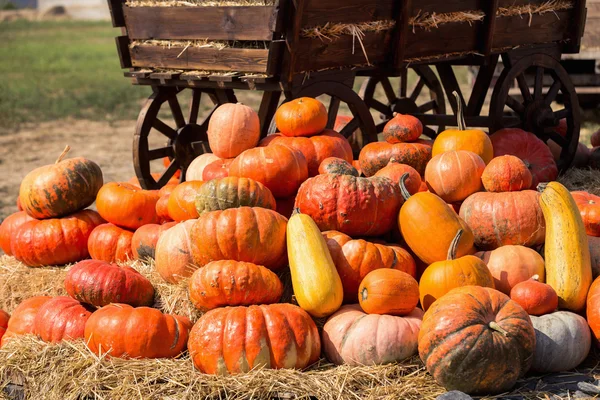 Grande mucchio di zucche sul fieno — Foto Stock