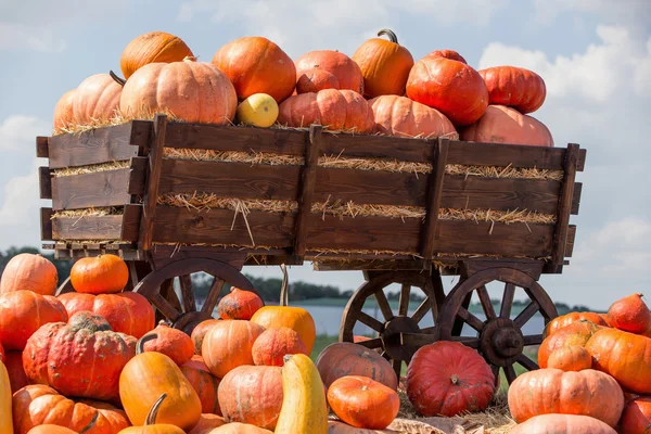 Stor hög med pumpor på hö i en trä vagn. Säsongen av skörden på gården. Thanksgiving, höstens bakgrund. Mässor, festivaler, säljer vackra stora pumpor. — Stockfoto