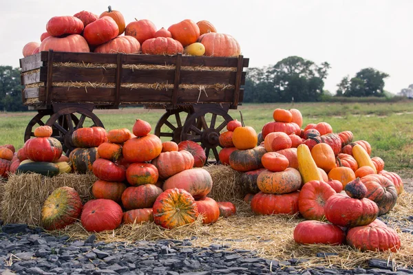 Stor hög med pumpor på hö i en trä vagn. Säsongen av skörden på gården. Thanksgiving, höstens bakgrund. Mässor, festivaler, säljer vackra stora pumpor. — Stockfoto