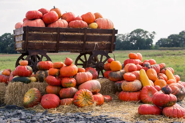 Gran mucchio di zucche su fieno in un carro di legno. La stagione del raccolto in azienda. Ringraziamento, sfondo autunnale. Fiere, festival, vendita belle zucche grandi . — Foto Stock