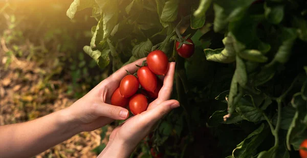 Eine Bäuerin Pflückt Kirschtomaten Einem Gewächshaus Biobauernhof — Stockfoto