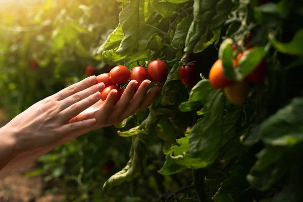 一位女农场主在温室里采摘樱桃西红柿 有机农场 — 图库照片