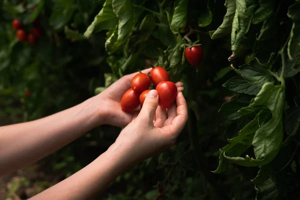 Eine Bäuerin Pflückt Kirschtomaten Einem Gewächshaus Biobauernhof — Stockfoto