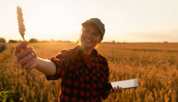 Una Agricultora Examina Campo Los Cereales Envía Datos Nube Desde —  Fotos de Stock