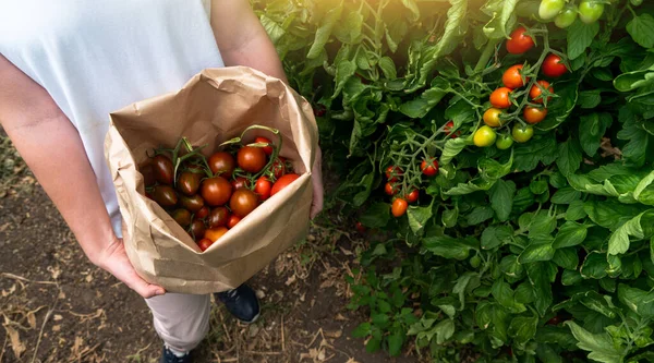 Una Agricultora Recoge Tomates Cherry Invernadero Granja Ecológica — Foto de Stock