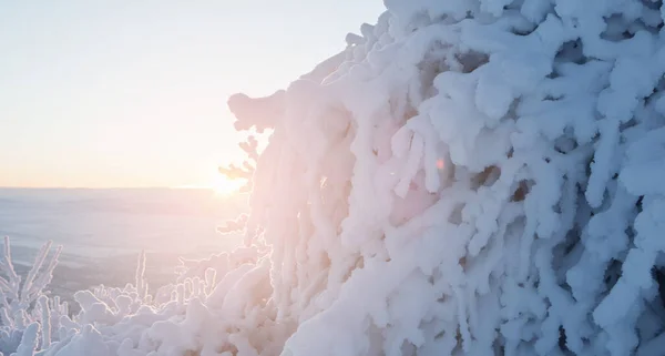 冬季山区结霜树木的特写 — 图库照片