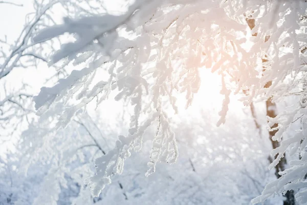 Close Van Ijzige Bomen Winterbergen — Stockfoto