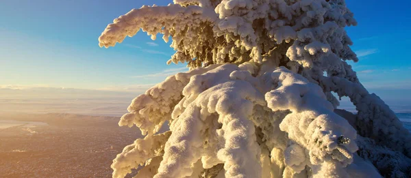 Крупный План Морозных Деревьев Зимних Горах — стоковое фото