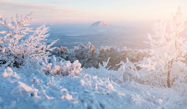 Крупный План Морозных Деревьев Зимних Горах — стоковое фото