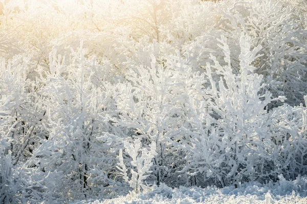 Zbliżenie Mroźnych Drzew Górach Zimowych — Zdjęcie stockowe
