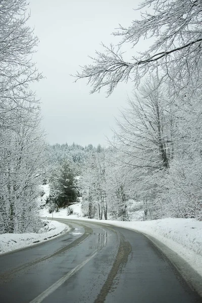 森を抜ける冬の道 — ストック写真