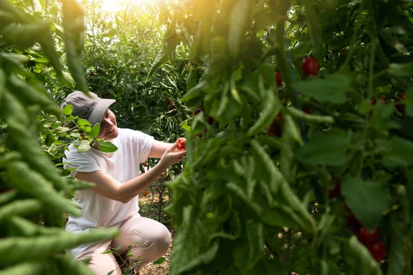 Bir Kadın Çiftçi Serada Kirazlı Domates Topluyor Organik Tarım — Stok fotoğraf