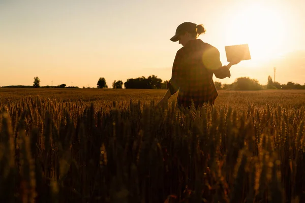 女性農家は穀物畑を調べ タブレットからクラウドにデータを送信します スマート農業とデジタル農業 — ストック写真