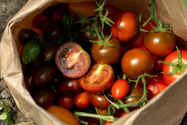 Gewächshaus Mit Kirschtomaten Biobauernhof — Stockfoto