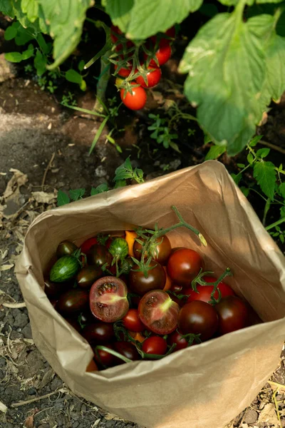 Gewächshaus Mit Kirschtomaten Biobauernhof — Stockfoto