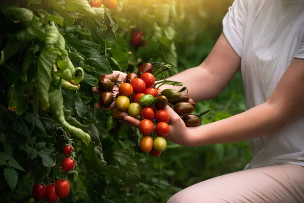 Eine Bäuerin Pflückt Kirschtomaten Einem Gewächshaus Biobauernhof — Stockfoto