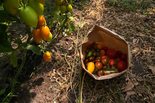 Estufa Com Tomates Cereja Exploração Biológica — Fotografia de Stock