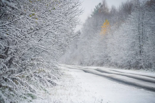 Зимова Дорога Через Ліс — стокове фото