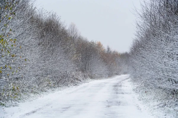 Zimowa Droga Przez Las — Zdjęcie stockowe