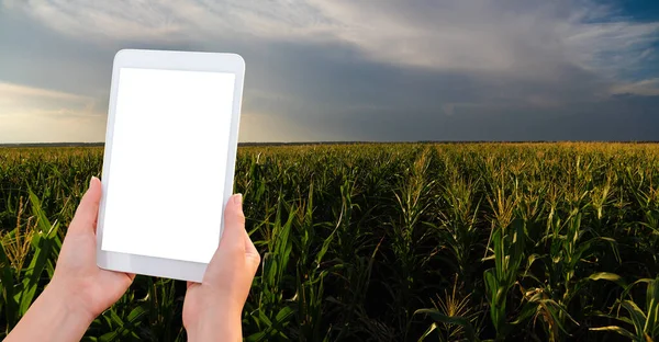 Hands with digital tablet — Stock Photo, Image