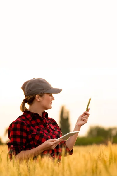 Жінка Фермер Вивчає Поле Зернових Відправляє Дані Хмару Планшета Розумне — стокове фото