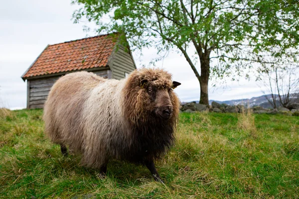 Brown Sheep Rfid Transponder Ear — Stock Photo, Image