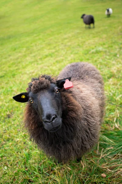 Hnědá Ovce Rfid Transpondérem Uchu — Stock fotografie
